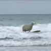 【動画】ひつじ年にちなんで羊さんのサーフィン動画！