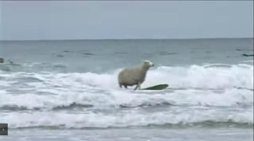 ひつじ年にちなんで羊さんのサーフィン動画！
