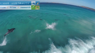 【動画】イルカの群れ波遊び動画、ドルフィンコープ