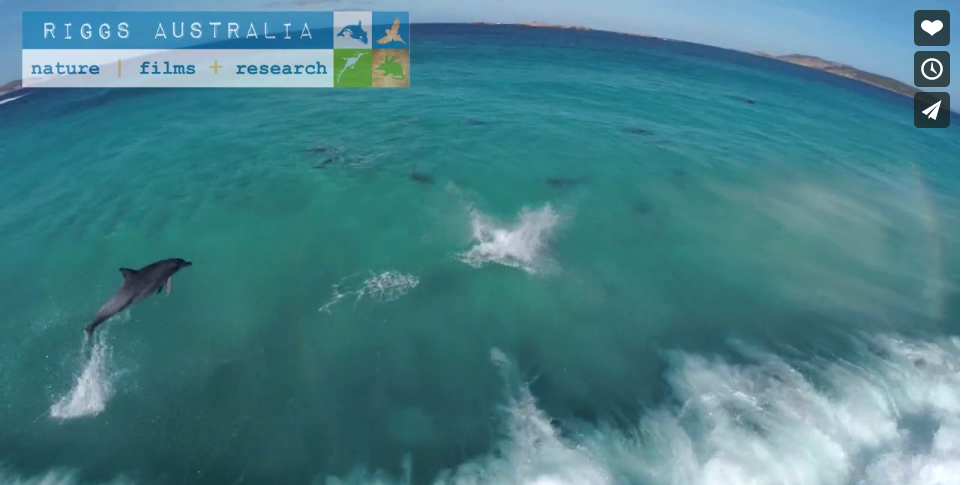 イルカの群れ波遊び動画、ドルフィンコープ