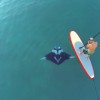 【空撮動画】カリブ海！SUPでパドル中にマンタが近づいてくる！