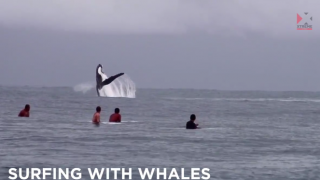 【動画】まじか・・・・サーフポイントにクジラが！byタヒチ島