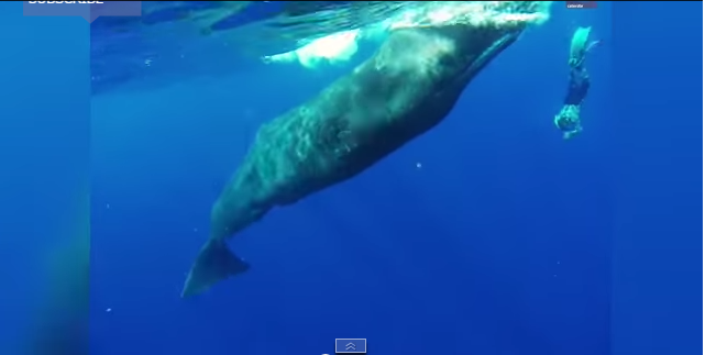 カリブ海のドミニカ島sperm-whale(マッコウクジラ)とのセッション