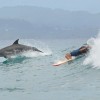 【動画】オーストラリアのバロンベイ、ワテゴズ・ビーチにてイルカとサーフィンする映像