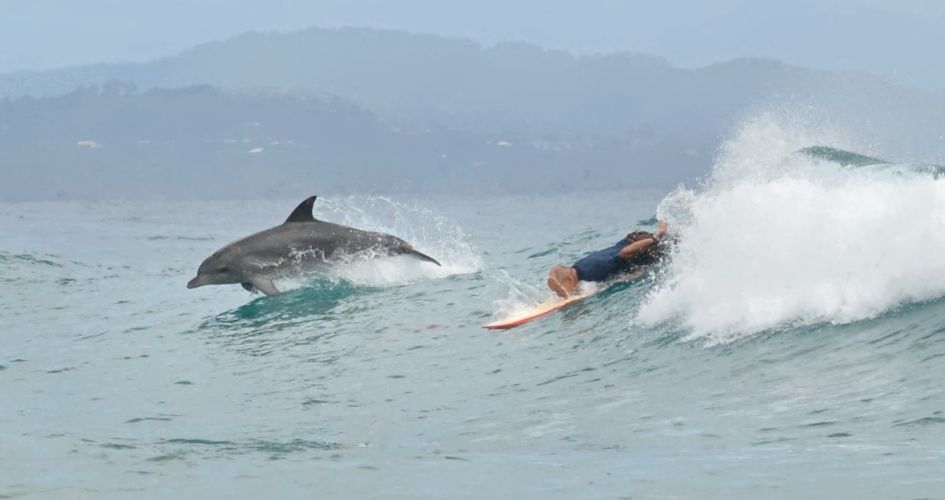 オーストラリアのバロンベイ、ワテゴズ・ビーチにてイルカとサーフィンする映像