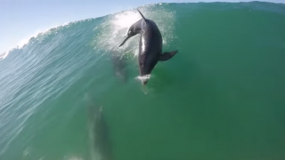 【動画】パドルボードで波に乗っている最中にイルカと危うく接触しそうに！