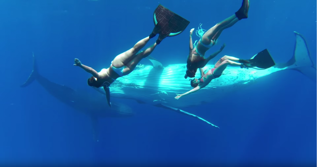 フリーダイビングクジラと泳ぐ‼GoProハイクオリティ動画