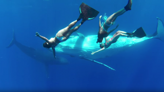 【動画】フリーダイビング(スキンダイビング)でクジラと泳ぐ‼GoProハイクオリティ動画