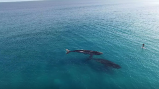 【動画】クジラとパドルボーディングinオーストラリア