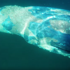 【動画】シルバーストランドステートビーチでのコククジラとの遭遇
