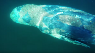 【動画】シルバーストランドステートビーチでのコククジラとの遭遇