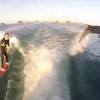 【動画】画像荒、イルカとボートサーフィン