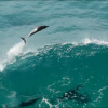 【動画】イルカのサーフィン、ゴールドコーストのバイロンベイ