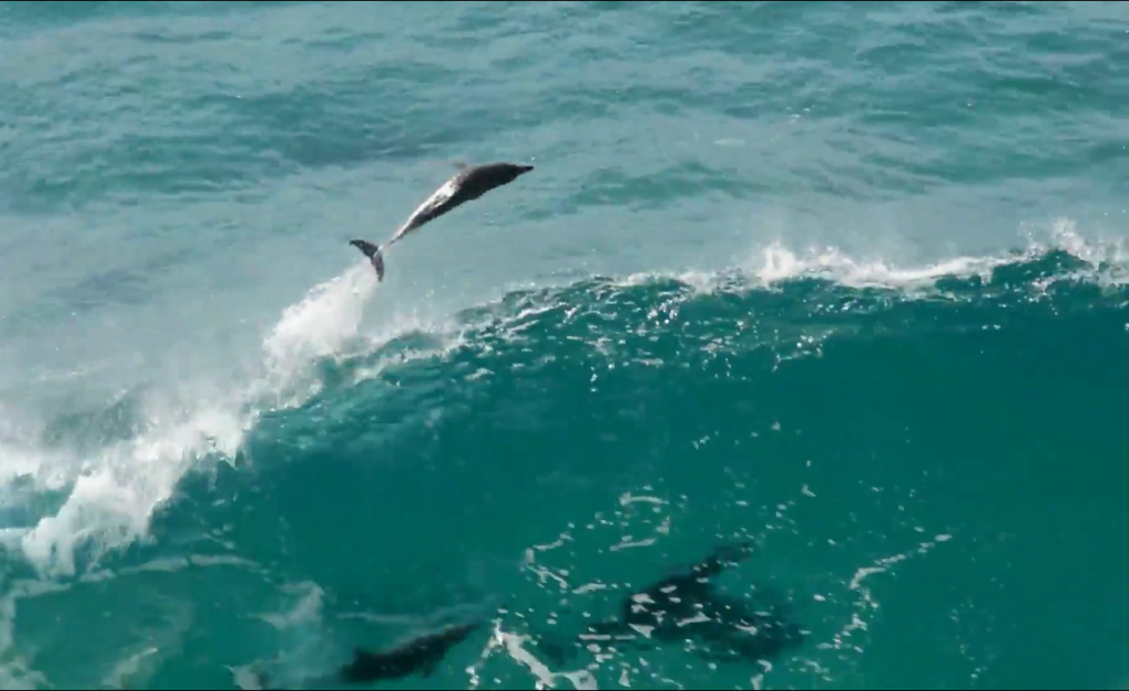 イルカのサーフィン、ゴールドコーストバイロンベイ