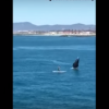 【動画】SUPパドル中にいきなりクジラが登場！