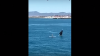 【動画】SUPパドル中にいきなりクジラが登場！