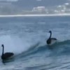 【動画】サーファーもビックリ！黒い白鳥がサーフィンinオーストラリア！