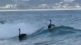 【動画】サーファーもビックリ！黒い白鳥がサーフィンinオーストラリア！