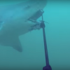 【動画】サメ対策SHARKBANZ(シャークバンズ)は効かない?