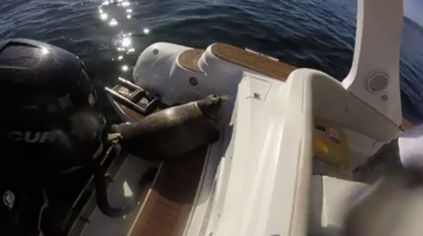 空腹シャチを逃れるためにボートに乗って赤ちゃんアシカがジャンプ