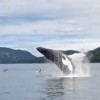 【動画】目の前にクジラが！inカナダ