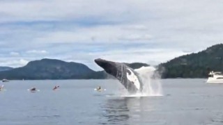 【動画】目の前にクジラが！inカナダ