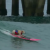 【動画】海の大好きなサーフィン犬をご紹介