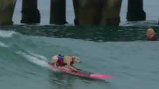 【動画】海の大好きなサーフィン犬をご紹介