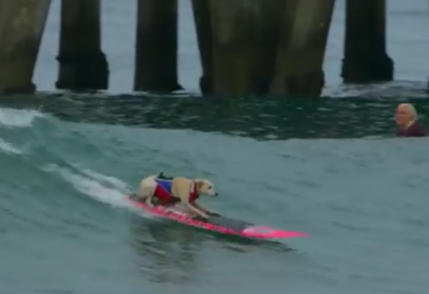 海の大好きなサーフィン犬をご紹介
