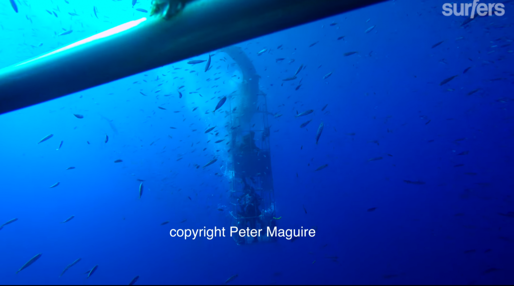 ホオジロザメのダイビングケージに侵入した海中映像