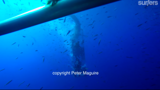 【動画】ホオジロザメのダイビングケージに侵入した海中映像