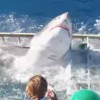【動画】危うく大惨事・ダイバーが入ってるケージ内にホオジロザメが・・・