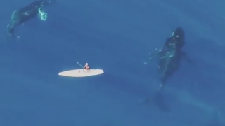 【動画】パドルボーダーの下で鯨が泳ぐinハワイ