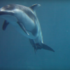 【動画】涙腺崩壊、イルカの出産シーン