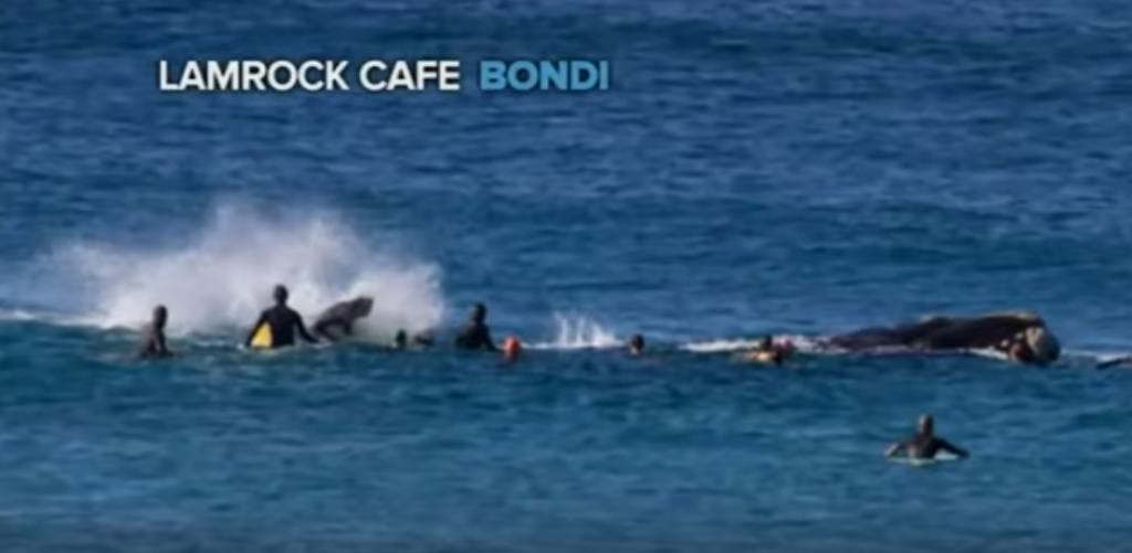 40フィート(12メートル)のクジラがサーファーを