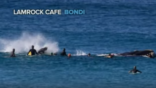 【動画】40フィート(12メートル)のクジラがサーファーを