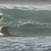 【動画】サーフィン中にイルカのボディスラム！