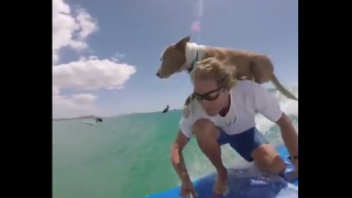 【動画】SUPで愛犬と一緒にサーフィン