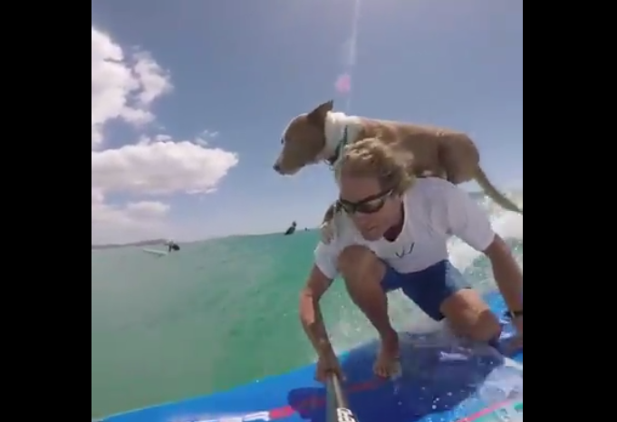 SUPで愛犬と一緒にサーフィン