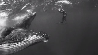 【動画】ザトウクジラを写真家のジェム・クレッシウェ（Jem Cresswell)がフリーダイブで撮影