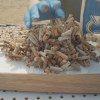 【動画】吸い終わったタバコのフィルターでサーフボードを作る！エコロジー企画