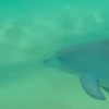 【動画】これは羨ましい、イルカと一緒にサーフィン