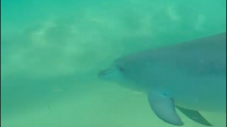 【動画】これは羨ましい、イルカと一緒にサーフィン